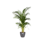 brussels rond 18cm antraciet